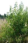 Prunus serotina