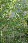 Malus domestica
