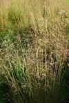 Deschampsia cespitosa
