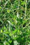 Atriplex prostrata