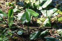 Nuphar lutea