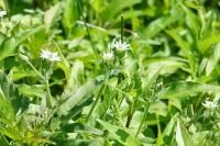 Stellaria aquatica