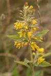 Lysimachia vulgaris