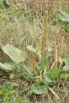 Plantago major