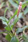 Persicaria amphibia
