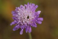 Knautia arvensis