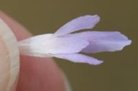 Knautia arvensis