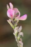 Onobrychis viciifolia