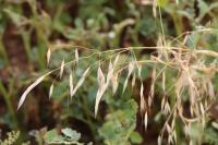 Avena fatua