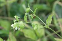 Silene baccifera