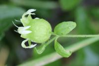 Silene baccifera