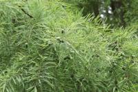 Taxodium distichum