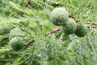 Taxodium distichum