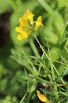 Lathyrus pratensis