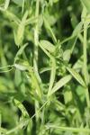 Lathyrus pratensis