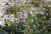 Coronilla varia