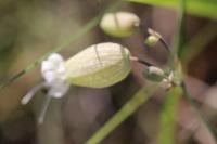 Silene vulgaris