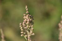 Atriplex prostrata