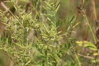 Galega officinalis
