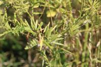 Galega officinalis