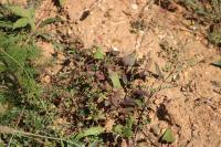 Fallopia convolvulus