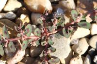 Euphorbia maculata