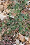 Euphorbia maculata