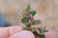 Euphorbia maculata