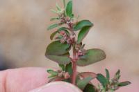 Euphorbia maculata