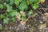 Sedum album
