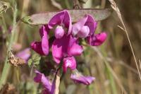 Lathyrus latifolius