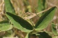 Lathyrus latifolius