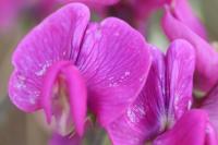 Lathyrus latifolius