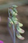 Lathyrus latifolius