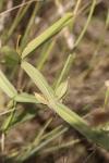 Lathyrus latifolius
