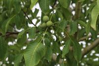 Juglans regia