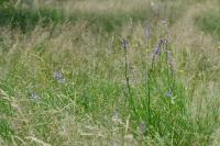 Lobelia urens