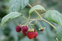 Rubus idaeus