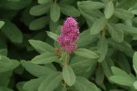 Spiraea douglasii