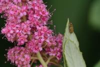 Spiraea douglasii