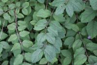 Lonicera xylosteum