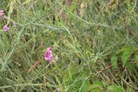 Lathyrus latifolius