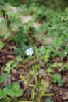 Campanula persicifolia