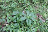 Helleborus viridis