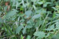 Frangula alnus