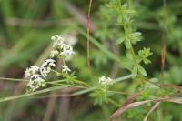 Galium album