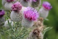 Cirsium eriophorum