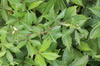 Parthenocissus inserta