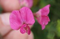 Lathyrus tuberosus