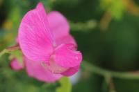 Lathyrus tuberosus